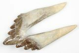 Fossil Primitive Whale (Basilosaur) Premolar Tooth - Morocco #215103-1